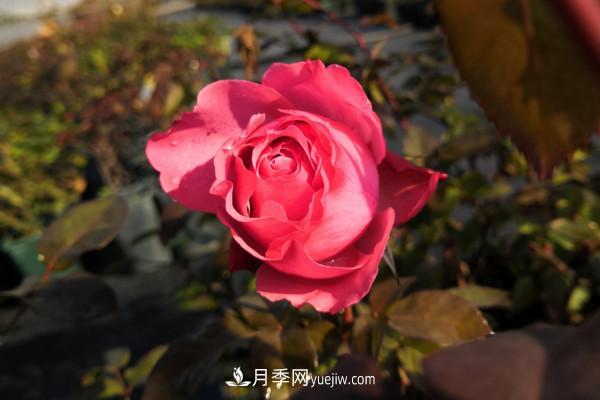 修剪月季的5個(gè)小技巧(圖3)