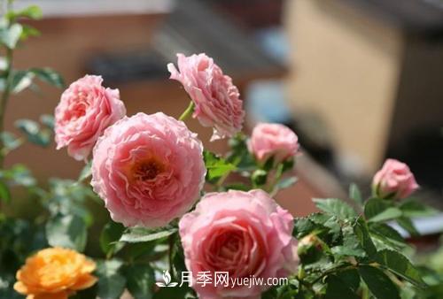 推薦4種微型月季，植株矮小花量大，專(zhuān)為陽(yáng)臺(tái)而生，值得擁有！(圖2)
