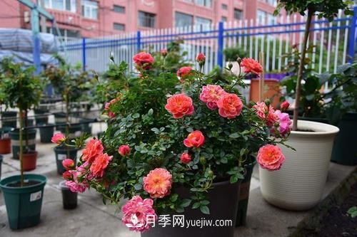 推薦4種微型月季，植株矮小花量大，專(zhuān)為陽(yáng)臺(tái)而生，值得擁有！(圖3)