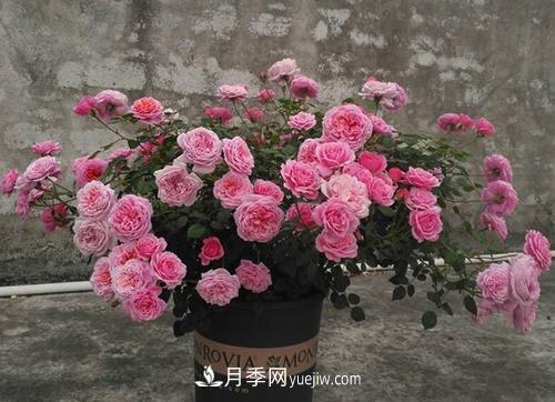 推薦4種微型月季，植株矮小花量大，專(zhuān)為陽(yáng)臺(tái)而生，值得擁有！(圖5)