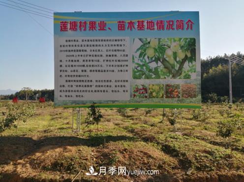 九江武寧縣：發(fā)展苗木基地，壯大綠色經(jīng)濟(jì)，苗木熱賣啦(圖1)