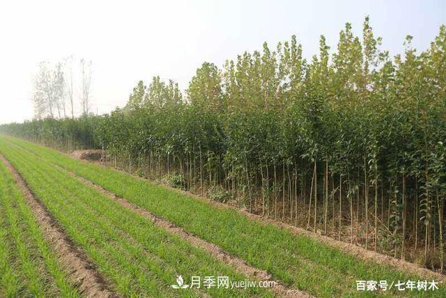 苗木行業(yè)大洗牌后，這些品種價(jià)格將回升！(圖1)