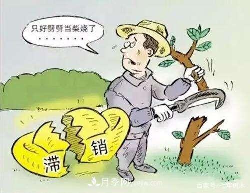 苗木行業(yè)大洗牌后，這些品種價(jià)格將回升！(圖2)