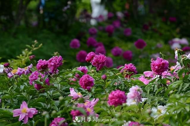 6種宿根花卉，好看好養(yǎng)，觀賞性強綠化帶很常見(圖2)