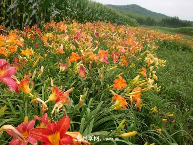 6種宿根花卉，好看好養(yǎng)，觀賞性強綠化帶很常見(圖4)