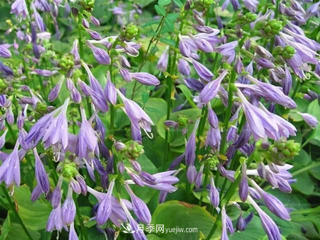 6種宿根花卉，好看好養(yǎng)，觀賞性強綠化帶很常見(圖3)
