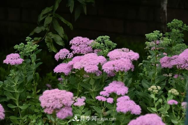 6種宿根花卉，好看好養(yǎng)，觀賞性強綠化帶很常見(圖5)