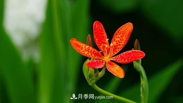 6種宿根花卉，好看好養(yǎng)，觀賞性強綠化帶很常見(圖6)