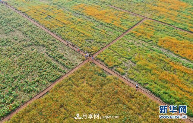 回顧記錄，中國月季展覽會花開阜陽(圖3)