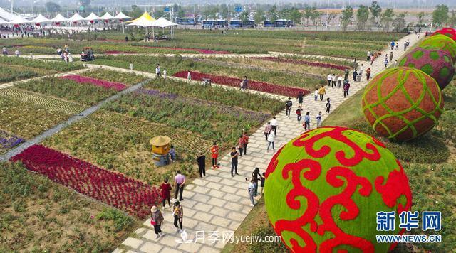 回顧記錄，中國月季展覽會花開阜陽(圖1)