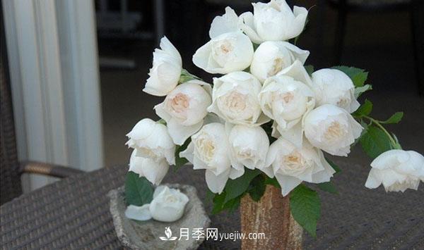 心之水滴月季，白色的切花月季推薦(圖2)