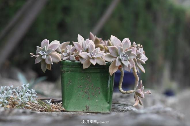 有3種花養(yǎng)在室內(nèi)長得好，葉子還能葉插成活(圖4)