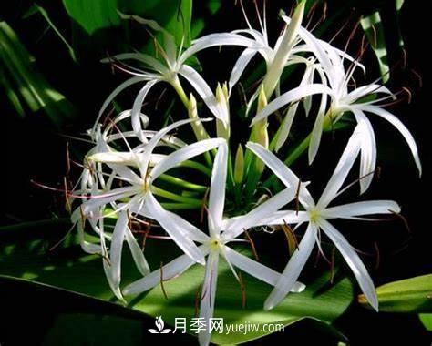 有3種花養(yǎng)在室內(nèi)長得好，葉子還能葉插成活(圖6)