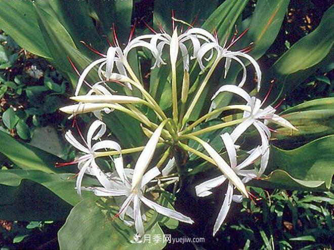 有3種花養(yǎng)在室內(nèi)長得好，葉子還能葉插成活(圖5)