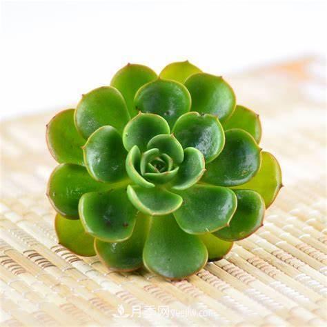 有3種花養(yǎng)在室內(nèi)長得好，葉子還能葉插成活(圖3)