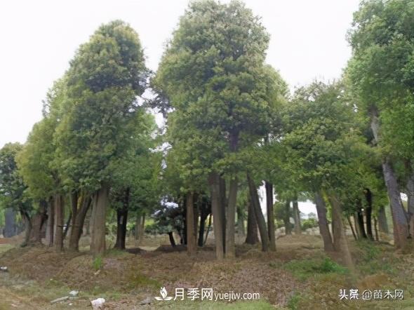 全冠香樟、切桿香樟、骨架香樟有什么區(qū)別(圖4)