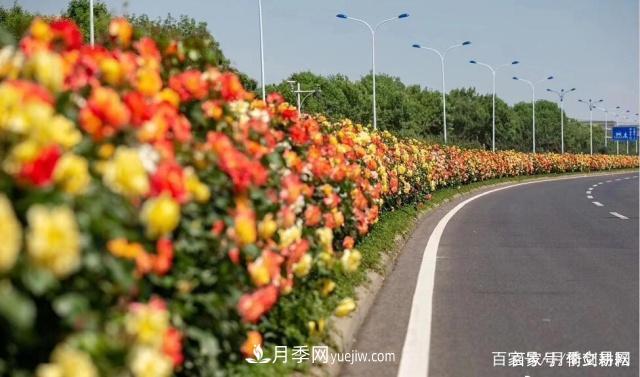 春色滿園關(guān)不住，為何月季領(lǐng)風(fēng)騷(圖2)