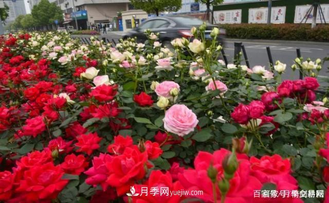春色滿園關(guān)不住，為何月季領(lǐng)風(fēng)騷(圖3)
