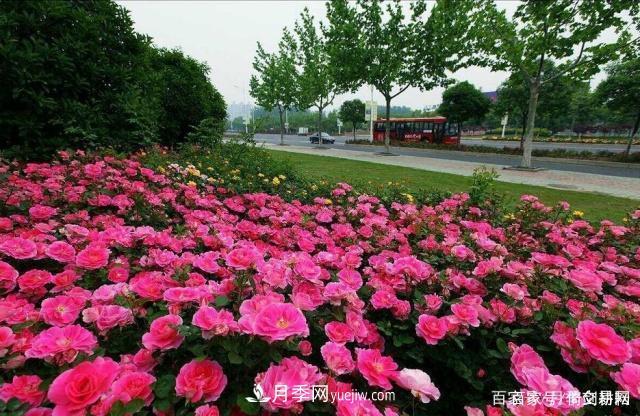 春色滿園關(guān)不住，為何月季領(lǐng)風(fēng)騷(圖4)