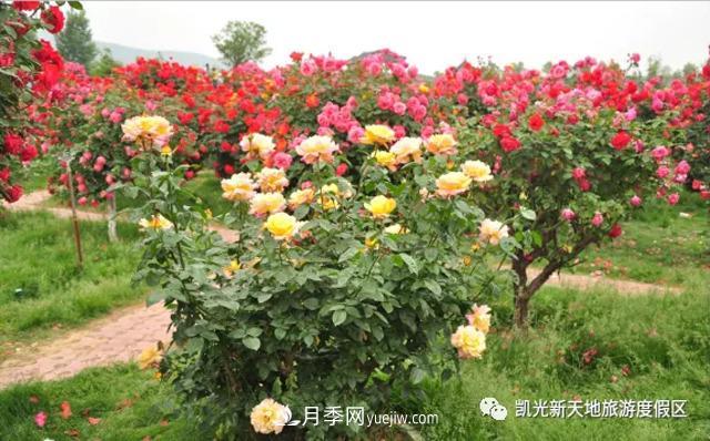 新余凱光植物園，新余人看月季的好地方(圖2)