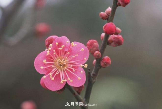 淮北市的市花是什么？月季花的花語寓意(圖3)