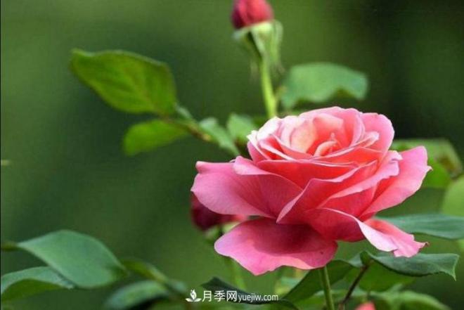 淮北市的市花是什么？月季花的花語寓意(圖2)