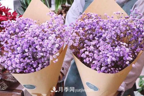 紫色滿天星的花語(yǔ)是什么？紫色滿天星適合送給什么人？(圖1)