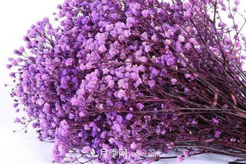紫色滿天星的花語(yǔ)是什么？紫色滿天星適合送給什么人？(圖3)