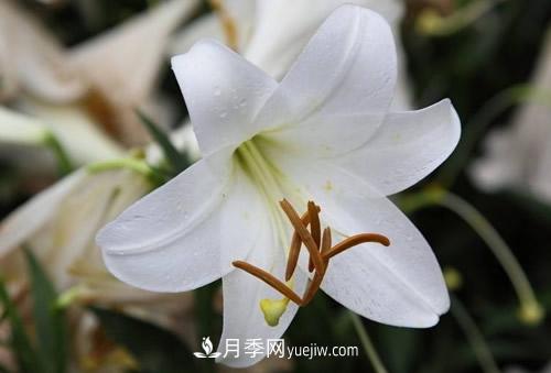 百合花粉百合香水百合，花語(yǔ)代表什么？(圖1)