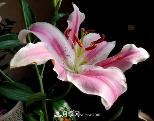 不同品種百合花花期是多久，白百何開花季節(jié)(圖1)