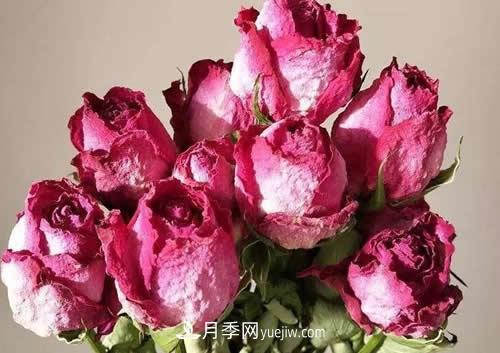 干花玫瑰花怎么護(hù)理？(圖1)