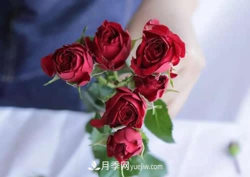 多頭玫瑰應(yīng)該怎么養(yǎng)護(hù)？(圖1)
