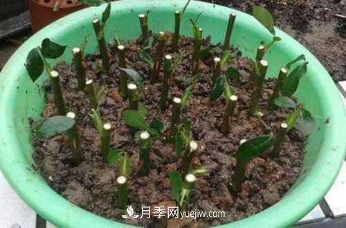 養(yǎng)護月季時需要扦插的時候都要注意哪些事項？(圖3)