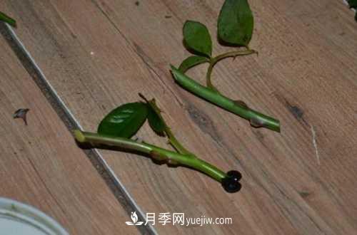 養(yǎng)護月季時需要扦插的時候都要注意哪些事項？(圖2)
