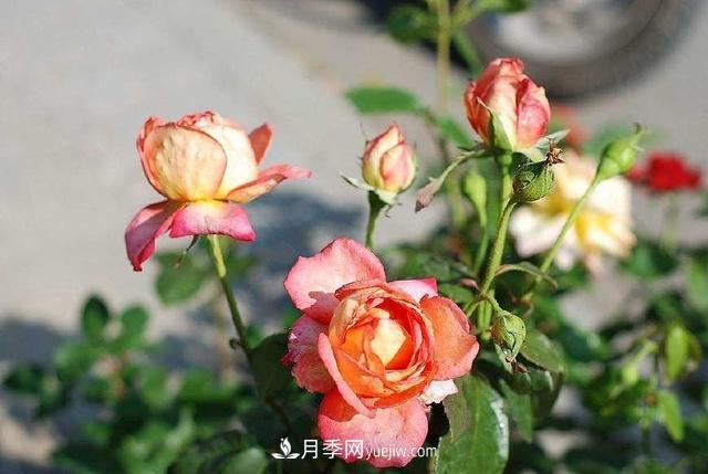 修剪月季的5個(gè)小技巧(圖2)