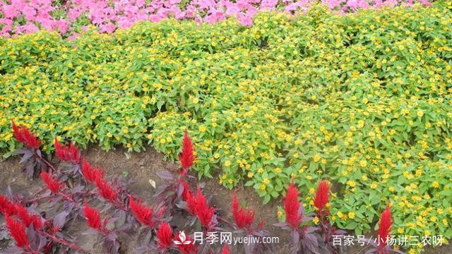 十條扶持政策，身為苗木人，你一定要知道(圖4)
