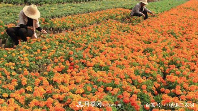 十條扶持政策，身為苗木人，你一定要知道(圖1)