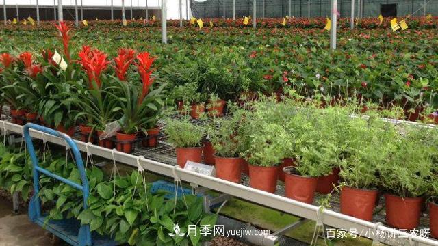 十條扶持政策，身為苗木人，你一定要知道(圖3)