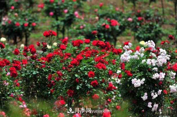 盆栽月季的養(yǎng)護(hù)方法，簡(jiǎn)單易學(xué)(圖2)