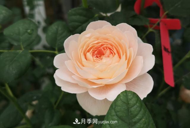 月季和玫瑰，她們都叫Rose！美麗與浪漫的化身(圖1)