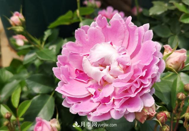 月季和玫瑰，她們都叫Rose！美麗與浪漫的化身(圖2)