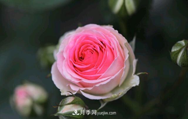 月季和玫瑰，她們都叫Rose！美麗與浪漫的化身(圖3)