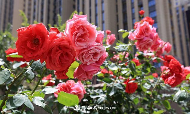 月季花好養(yǎng)嗎？給你養(yǎng)殖方法，養(yǎng)過后就欲罷不能(圖1)
