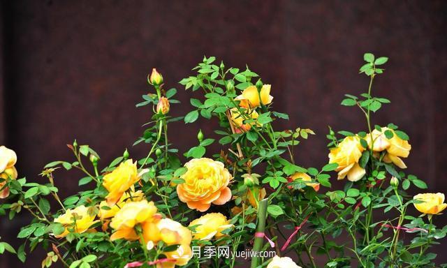 月季花好養(yǎng)嗎？給你養(yǎng)殖方法，養(yǎng)過后就欲罷不能(圖3)