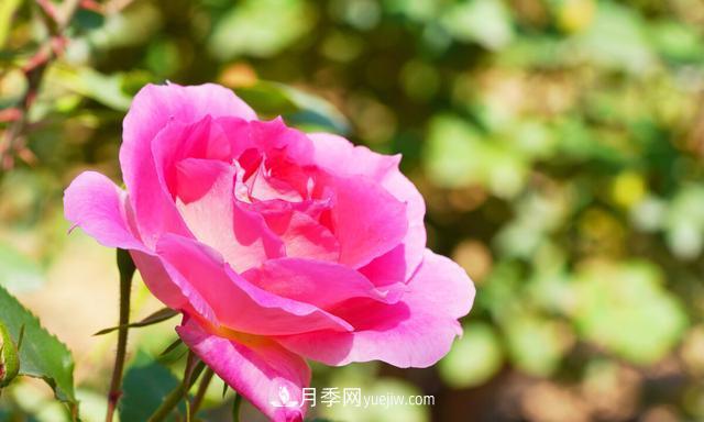 月季花好養(yǎng)嗎？給你養(yǎng)殖方法，養(yǎng)過后就欲罷不能(圖2)