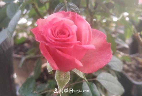 月季新手手冊：江南一帶冬季養(yǎng)月季問題一覽(圖3)