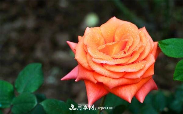 歐月月季和月季花的區(qū)別是什么？(圖1)