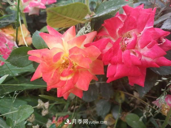 地被月季有哪些品種？紅色、黃色、白色、藍色？(圖1)
