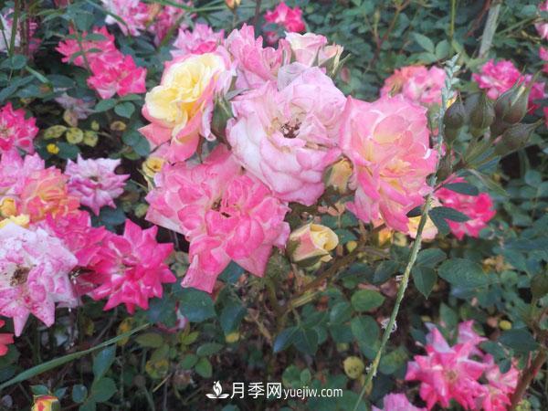 地被月季有哪些品種？紅色、黃色、白色、藍色？(圖2)