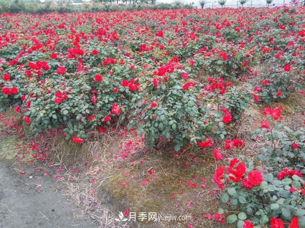 地被月季有哪些品種？紅色、黃色、白色、藍色？(圖5)